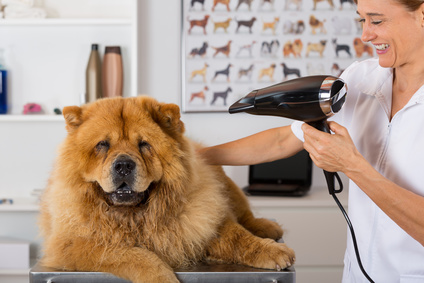 Canine hairdresser